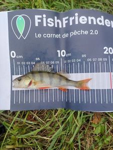 European Perch