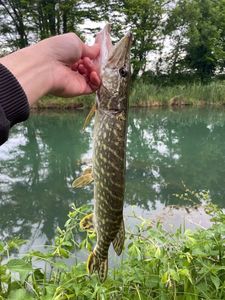 Northern Pike