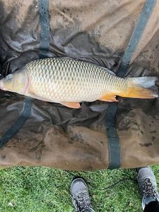 Common Carp