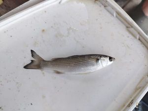 Thicklip Grey Mullet
