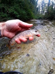 Brown Trout