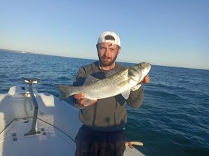European Bass (Seabass)