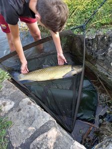 Grass Carp