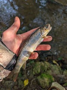 Brown Trout