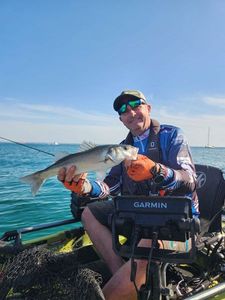 European Bass (Seabass)