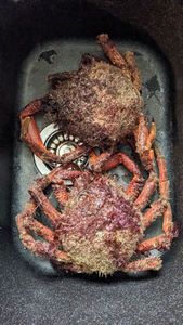 Common Spider Crab