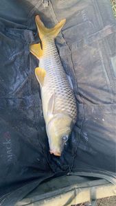 Common Carp