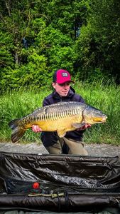 Mirror Carp