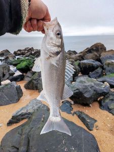 European Bass (Seabass)