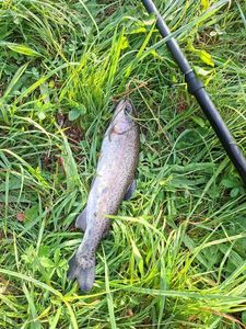 Rainbow Trout