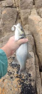 European Bass (Seabass)