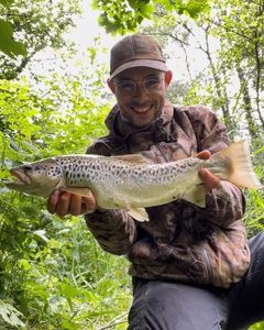 Brown Trout