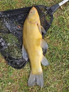 Tench