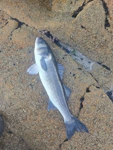 European Bass (Seabass)