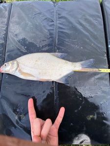Common Bream