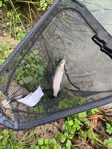Rainbow Trout