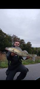 Zander