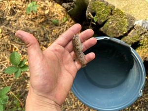 Giant Goby