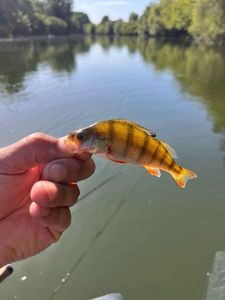 European Perch