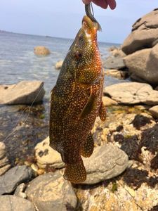 Ballan Wrasse