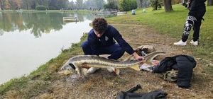 Sturgeon