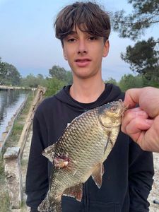 Crucian Carp