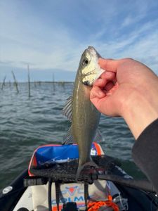 European Bass (Seabass)