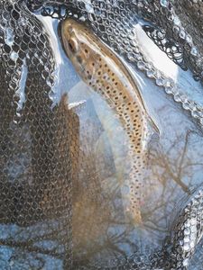 Brown Trout