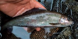 Grayling