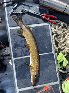 Northern Pike