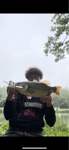 Largemouth Bass