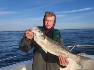 European Bass (Seabass)