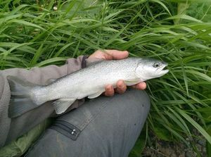 Brown Trout