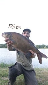 Common Bream