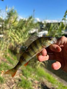 European Perch