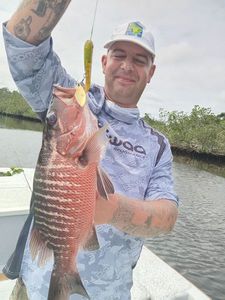 African Red Snapper