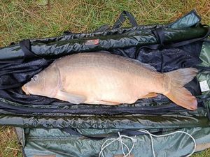 Mirror Carp