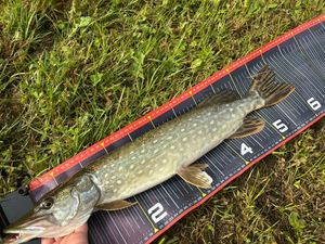 Northern Pike