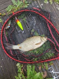 Common Bream