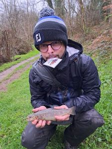 Brown Trout