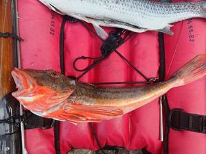Grey Gurnard