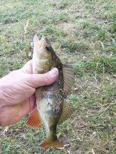 European Perch