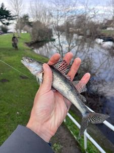 Zander