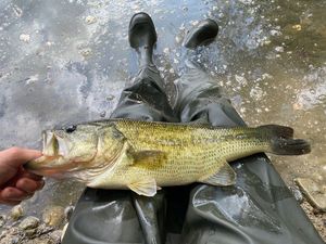 Largemouth Bass