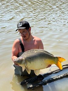 Mirror Carp