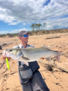 European Bass (Seabass)