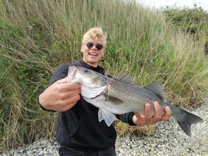 European Bass (Seabass)