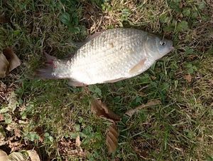 Crucian Carp