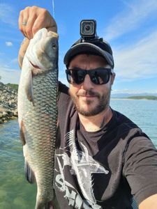 Chub