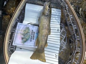 Brown Trout